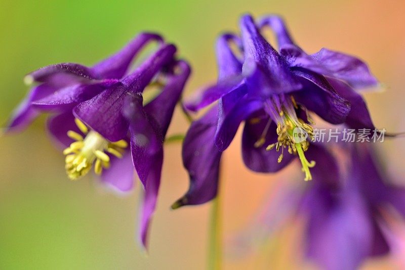 水仙花/耧斗菜花